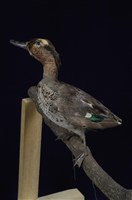 藏品(小水鴨)的圖片